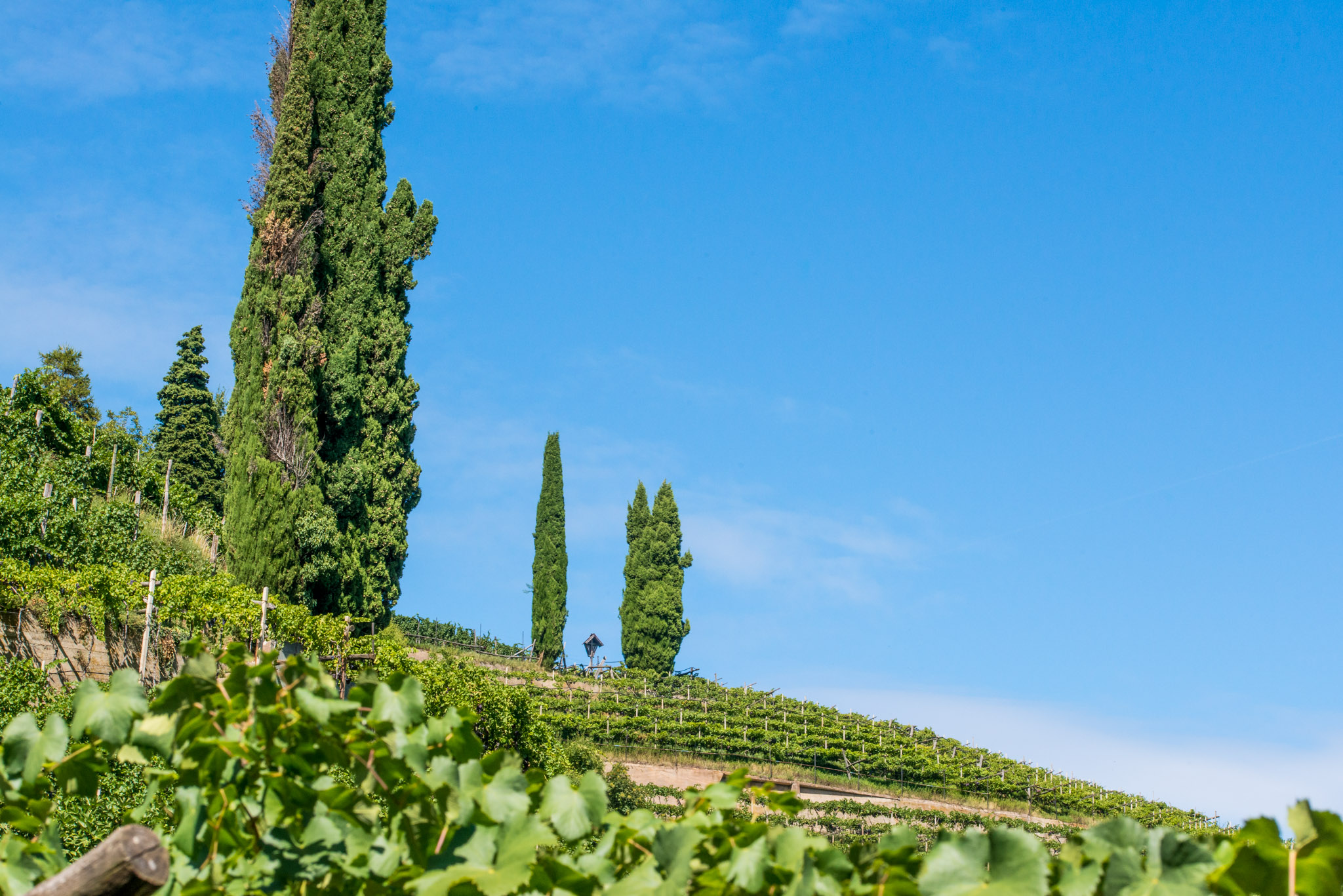 Weinberge mit Zypressen