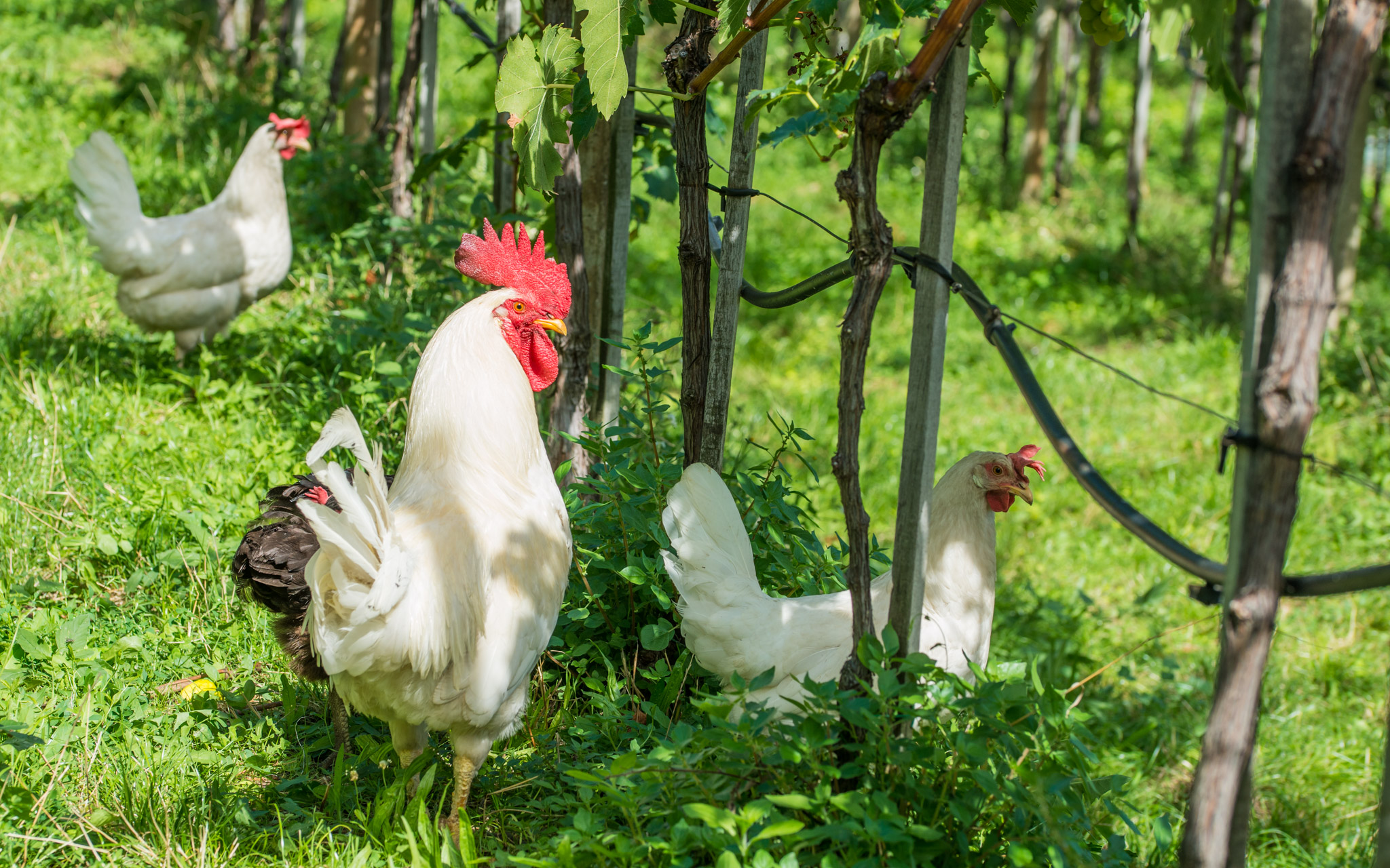 Für frische Eier sorgen unsere Hühner